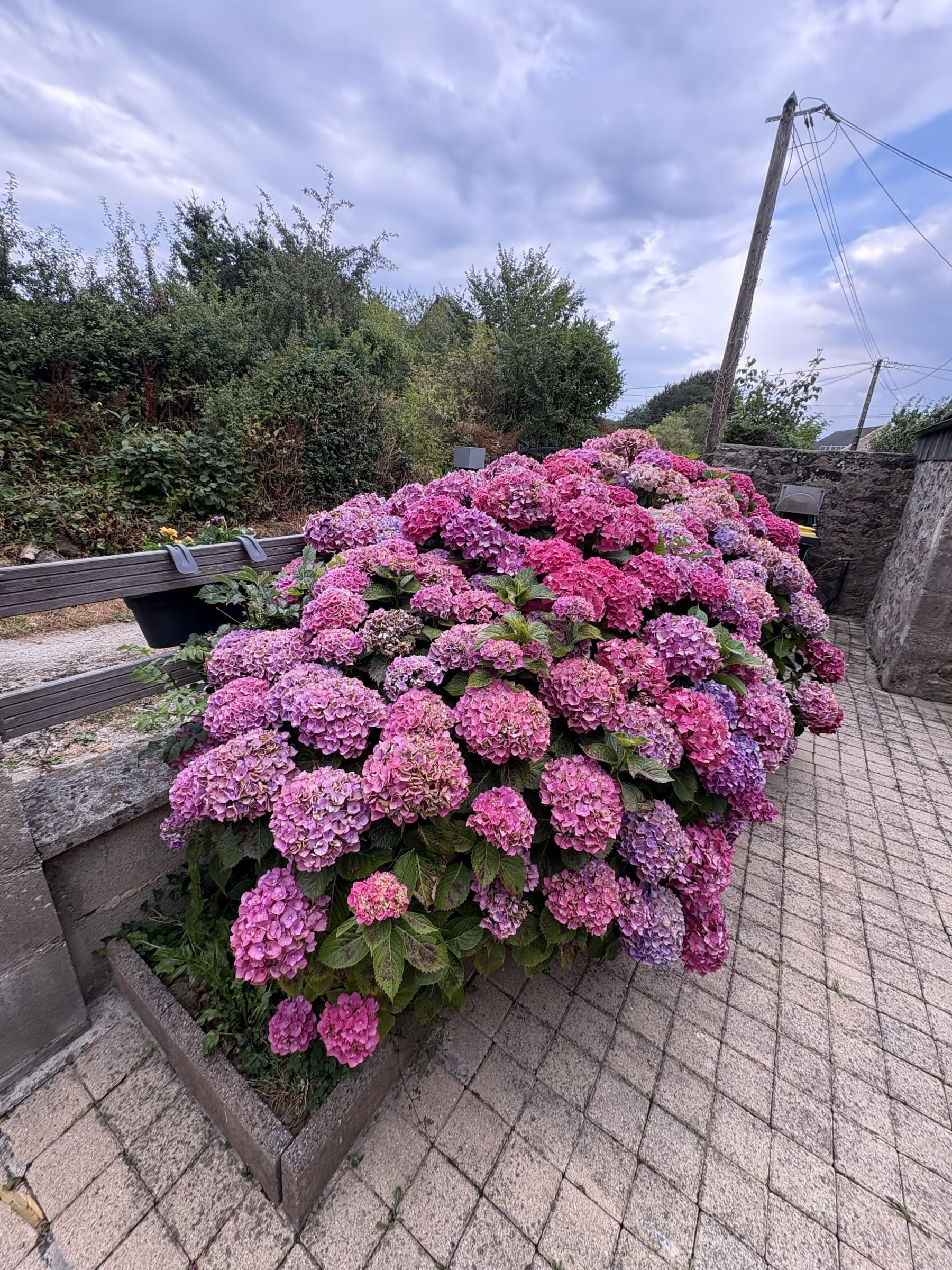 Hortensias roses le long du muret en pierre